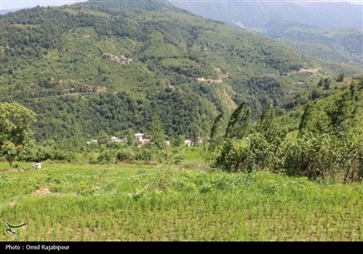 &quot;پلام رحیم آباد&quot;روستایی منحصر به فرد در دل طبیعت گیلان