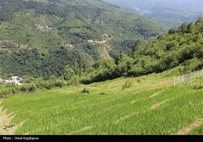&quot;پلام رحیم آباد&quot;روستایی منحصر به فرد در دل طبیعت گیلان