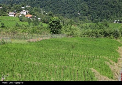 &quot;پلام رحیم آباد&quot;روستایی منحصر به فرد در دل طبیعت گیلان