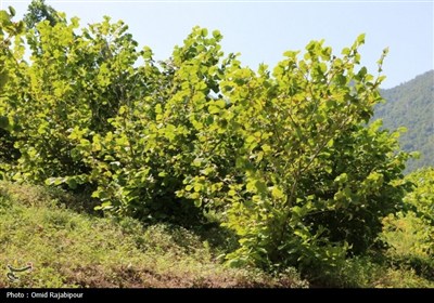 &quot;پلام رحیم آباد&quot;روستایی منحصر به فرد در دل طبیعت گیلان