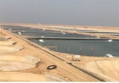 ميگو،پرورش،استان،بوشهر،سايت،شرايط،ادامه