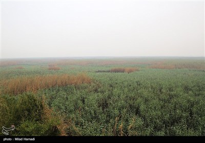 بازدید استاندار خوزستان از تالاب هورالعظیم و نقطه صفر مرزی