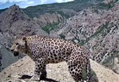 ابهت پلنگ ایرانی در ارتفاعات شمال/ ردپای امید در سوادکوه‌+فیلم
