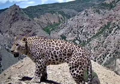 پلنگ،ايراني،ثبت،تاريخي،مازندران،تصاوير،كنگلو،سوادكوه،قلعه،زي ...