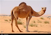 شترها تهدید نیستند؛ مدیریت نادرست عامل تخریب مراتع در قم