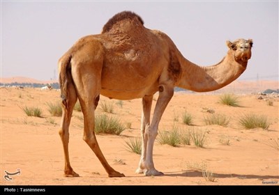 گرد،قم،غبار،استان،زيست،محيط،منطقه،افزايش،شفيعي،ساعات،وقوع،آل ...