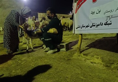 دام،دامپزشكي،دشتي،جهادي،رأس،بوشهر،شهرستان،واكسيناسيون،دامدار ...