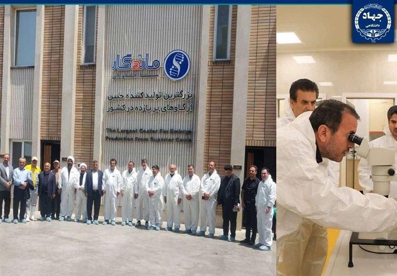 ایران در مسیر بومی‌سازی فناوری تولید جنین دام