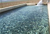 قطعی مکرر برق تهدیدی برای صنعت شیلات