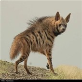 مشاهده کفتار راه‌راه در پناهگاه حیات‌وحش کاوه‌ده فیروزکوه