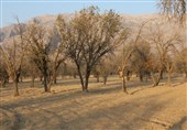 2برابر شدن گرمایش جهانی؛ هشدار درباره نابودی جنگلهای بلوط زاگرس