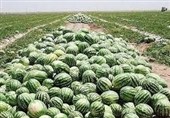 فهرست محصولات کشاورزی آب بر اعلام شد/ عوارض صادراتی یک درصدی آب مجازی