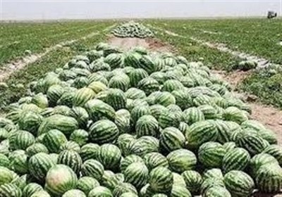 محصول،كشت،كشاورزان،هندوانه،استان،شمال،ضرر،اردبيل،متأسفانه،ار ...