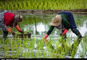 هسته ای در کشاورزی ــ 18 | تهیه نشاهای مقاوم برنج، گوجهفرنگی و توتون، با فناوری هستهای