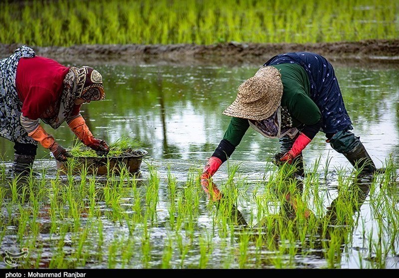 هسته ای در کشاورزی 18 | تهیه نشاهای مقاوم برنج، گوجهفرنگی و توتون، با فناوری هستهای