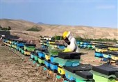 توزیع 120 کندوی مدرن بین زنبورداران بوشهری برای افزایش بهرهوری