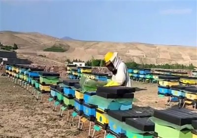 استان،كندوهاي،زنبورداران،دامي،بوشهر،توليدات،كاهش،افزايش