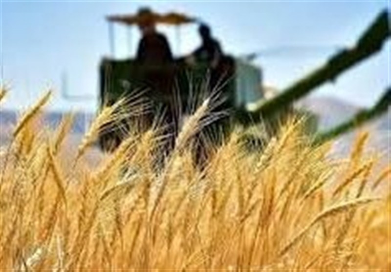 ۸ درصد طلب کشاورزان گندم‌کار اردبیل پرداخت شد‌