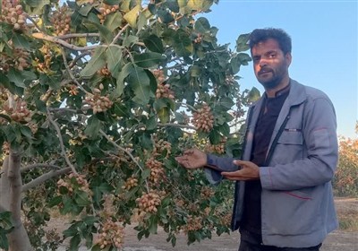 كشاورزي،توليد،حوزه،پسته،رتبه،كشاورز،حيدربيگي،شهرستان،محصولات ...