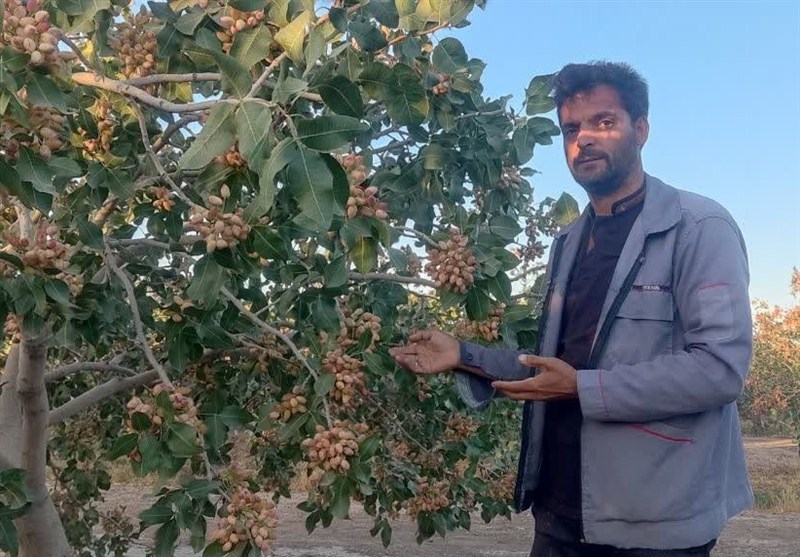 كشاورزي،توليد،حوزه،پسته،رتبه،كشاورز،حيدربيگي،شهرستان،محصولات ...