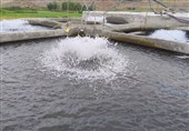 ضرورت بیمه مزارع پرورش ماهی در اردبیل