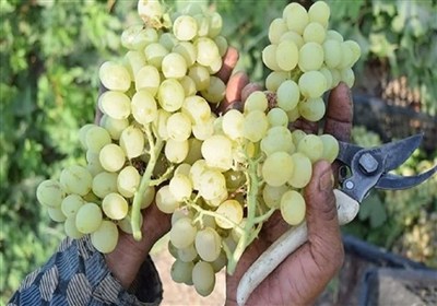 انگور،بردسكن،محصول،كشاورزي،باغات،باغي،هكتار