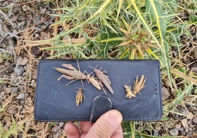 آفت،كشاورزي،ملخ،شهرستان،مبارزه،مباركي،نيشابور،مراتع،اراضي،جه ...