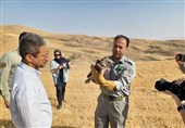 رهاسازی چند بهله پرنده شکاری تیمارشده در ارتفاعات شهرستان بروجرد