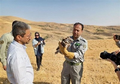 پرنده،پرندگان،محيط،دليجه،بروجرد،حلقه،زيست