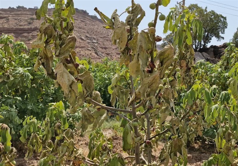 بحران در قطب انجیر ایران؛ باغات معمولان و پلدختر در آستانه نابودی