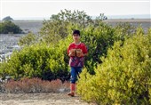 طرح 10 ساله احیای خاک قشم؛ پیوند سنت و محیط زیست برای نجات جزیره