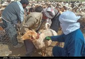 واکسیناسیون بیش از 228 هزار دام علیه طاعون نشخوارکنندگان در خواف