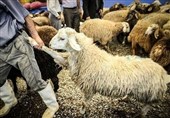 خشکسالی و گرانی نهاده‌ پای دام‌های مولد را به کشتارگاه باز کرد