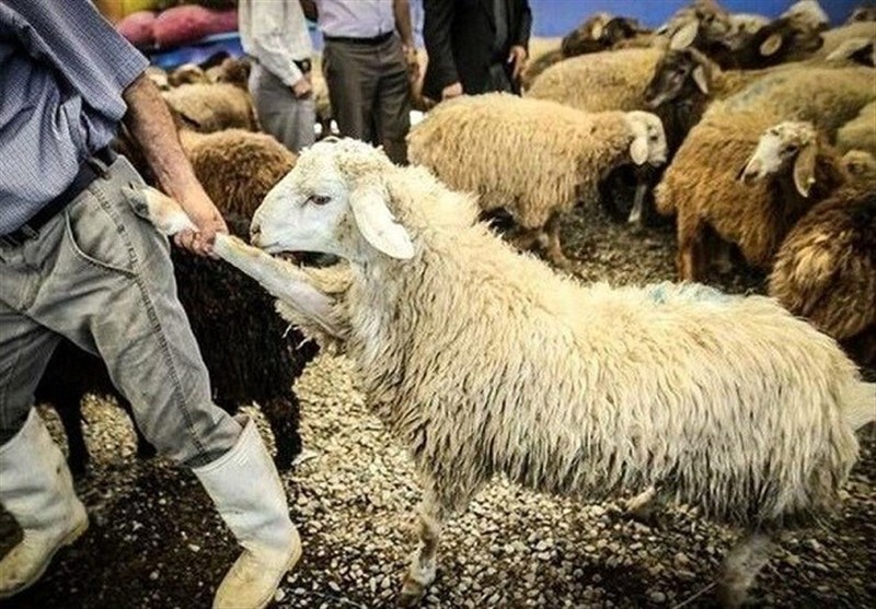 خشکسالی و گرانی نهاده پای دام‌های مولد را به کشتارگاه باز کرد
