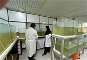 اجرا طرح راهبردی تولید پروبیوتیک برای کنترل بیماری میگو پرورشی