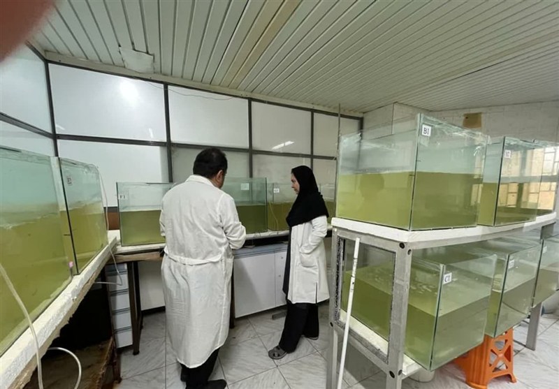 اجرا طرح راهبردی تولید پروبیوتیک برای کنترل بیماری میگو پرورشی