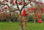 تولید نیمی از محصولات سردرختی استان اردبیل در مشگینشهر