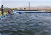طرح پرورش ماهی سردآبی در کالپوش میامی با ظرفیت 10 تن به زودی افتتاح می‌شود