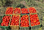 دسترنجی که بر باد میرود؛ از سیر و هندوانه تا گوجهفرنگی