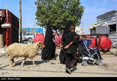 پیاده‌روی اربعین حسینی در مسیر دیوانیه به کربلا