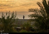 Arbaeen Pilgrims on Route to Karbala
