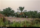 Arbaeen Pilgrims on Route to Karbala