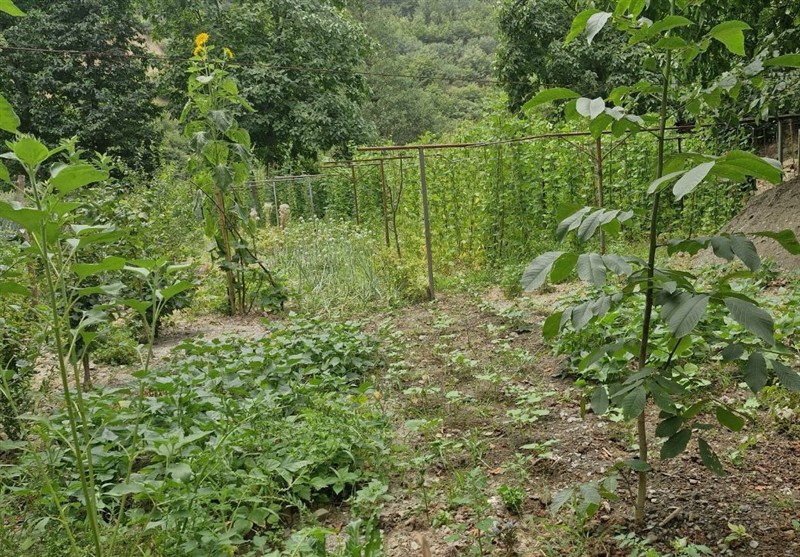 خلاقیت کشاورز اشکوری در تولید چندین محصول با مدیریت آب