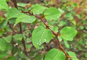 طراوات هوای اشکور گیلان با باران تابستانی