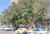 بی‌مهری به میراث سبز نسیم‌شهر؛ درخت تاریخ‌ساز نسیم‌شهر قربانی بی‌تفاوتی امروز!