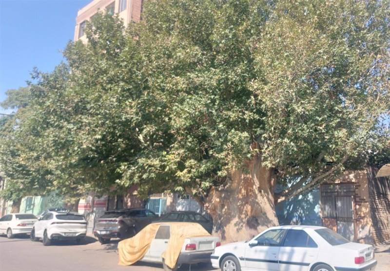 بی‌مهری به میراث سبز نسیم‌شهر؛ درخت تاریخ‌ساز نسیم‌شهر قربانی بی‌تفاوتی امروز!