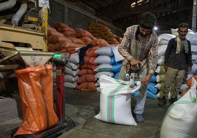 برنج،گلستان،قيمت،خريد،توافقي،محصول،جامي