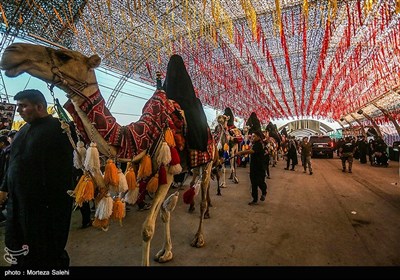 پیاده روی زائران اربعین حسینی در مسیر نجف به کربلا