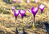 ایران با 25 گونه زعفران وحشی از غنیترین زیستگاههای زعفران جهان