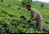 نقش حیاتی تأمین بهموقع کود در پایداری تولید چای گیلان
